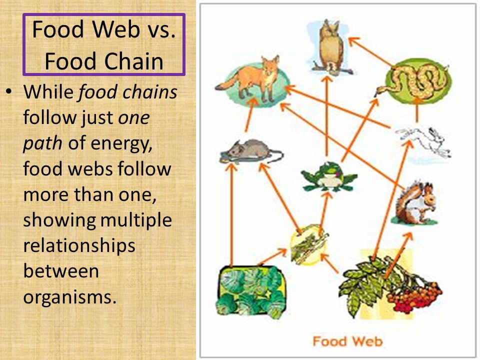 single species models for many species food webs single species models for many species food webs